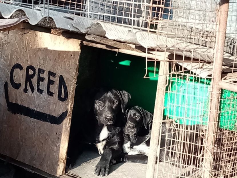 IMG-20210108-WA0060 - 2020-PAZNICII PORUMBEILOR