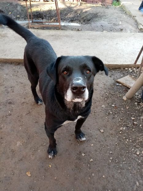 IMG-20210108-WA0067 - 2020-PAZNICII PORUMBEILOR