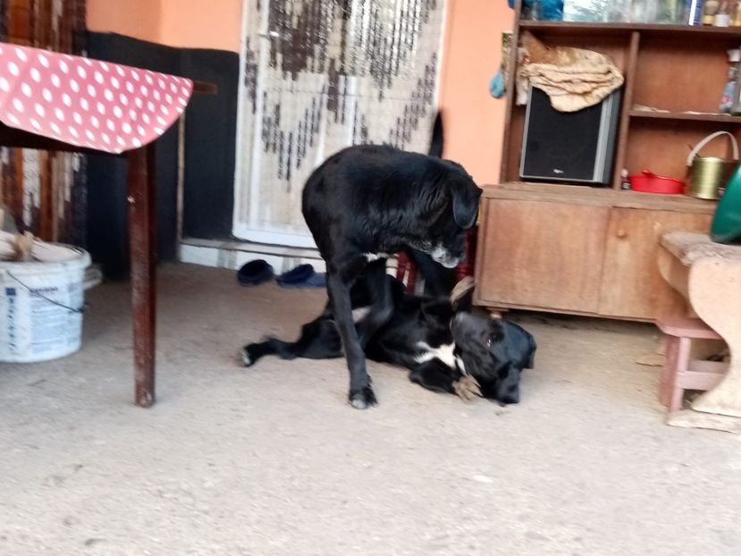 IMG-20210108-WA0068 - 2020-PAZNICII PORUMBEILOR