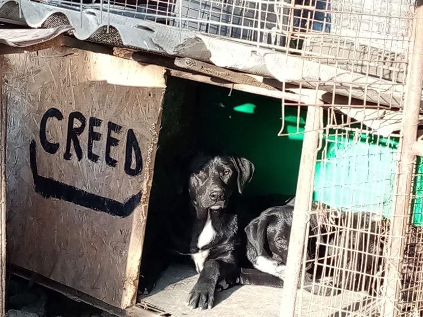 IMG-20210108-WA0070 - 2020-PAZNICII PORUMBEILOR