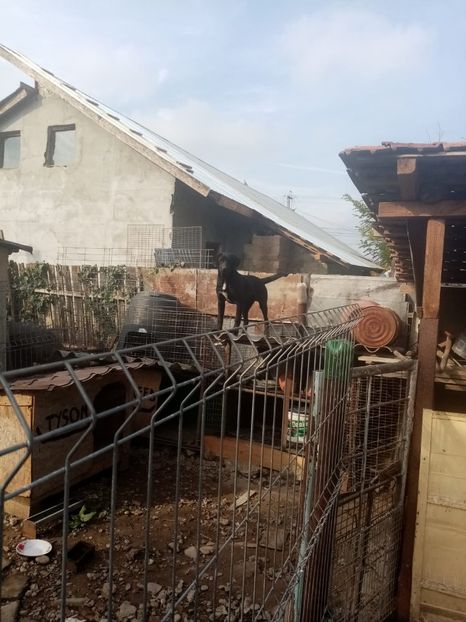 IMG-20210108-WA0071 - 2020-PAZNICII PORUMBEILOR