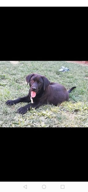 IMG-20210108-WA0072 - 2020-PAZNICII PORUMBEILOR