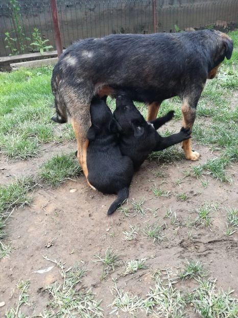 IMG-20210108-WA0075 - 2020-PAZNICII PORUMBEILOR