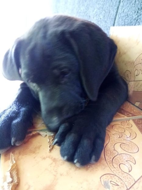 IMG-20210108-WA0077 - 2020-PAZNICII PORUMBEILOR