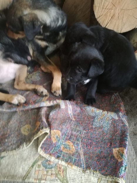 IMG-20210108-WA0084 - 2020-PAZNICII PORUMBEILOR