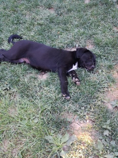 IMG-20210108-WA0086 - 2020-PAZNICII PORUMBEILOR