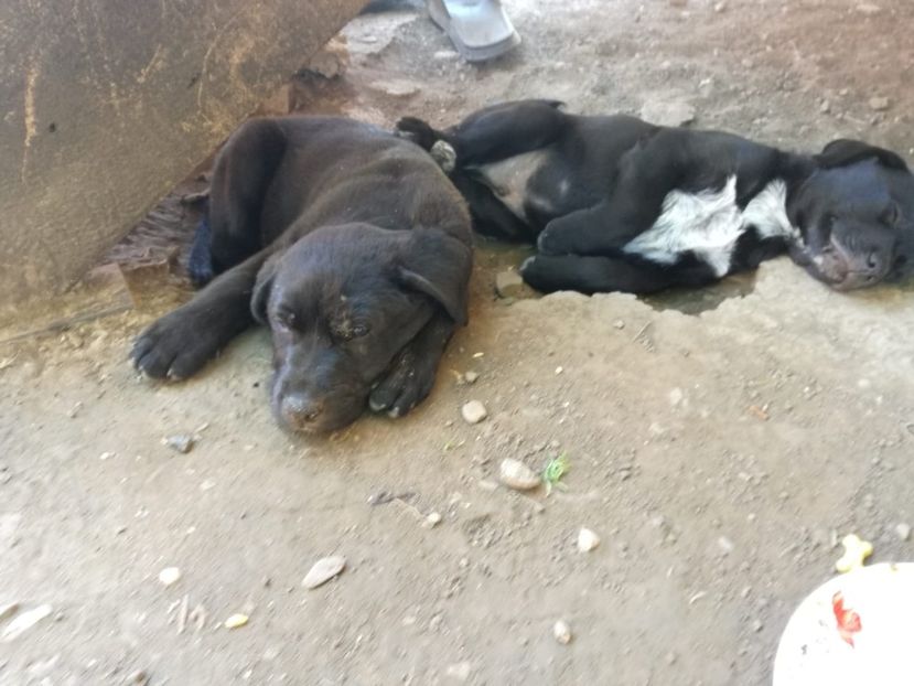 IMG-20210108-WA0088 - 2020-PAZNICII PORUMBEILOR