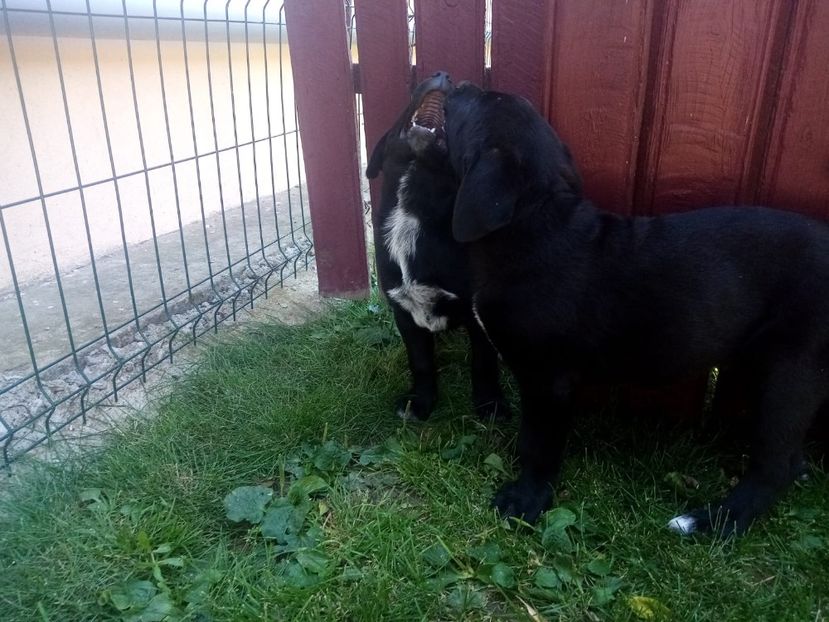 IMG-20210108-WA0093 - 2020-PAZNICII PORUMBEILOR