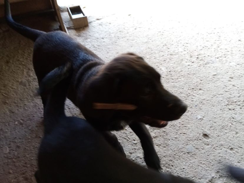 IMG-20210108-WA0096 - 2020-PAZNICII PORUMBEILOR