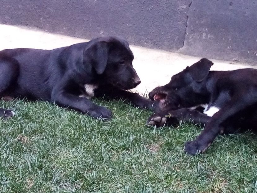 IMG-20210108-WA0104 - 2020-PAZNICII PORUMBEILOR