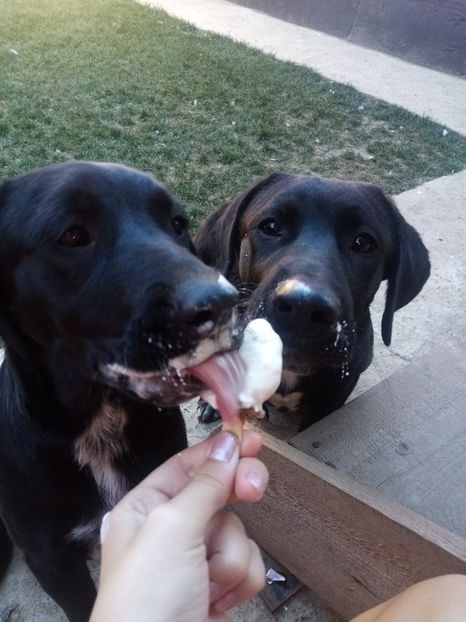 IMG-20210108-WA0108 - 2020-PAZNICII PORUMBEILOR