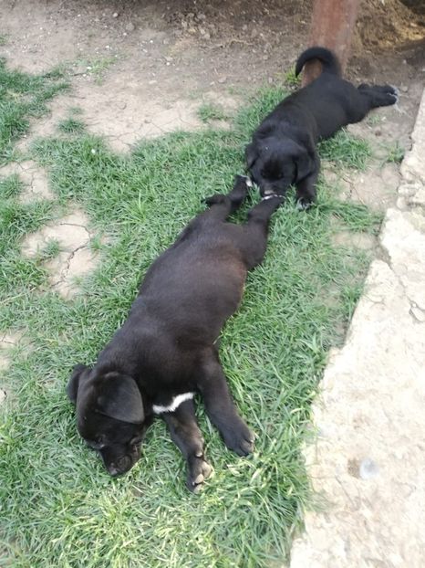 IMG-20210108-WA0114 - 2020-PAZNICII PORUMBEILOR