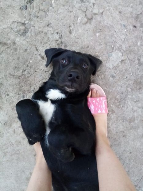 IMG-20210108-WA0118 - 2020-PAZNICII PORUMBEILOR