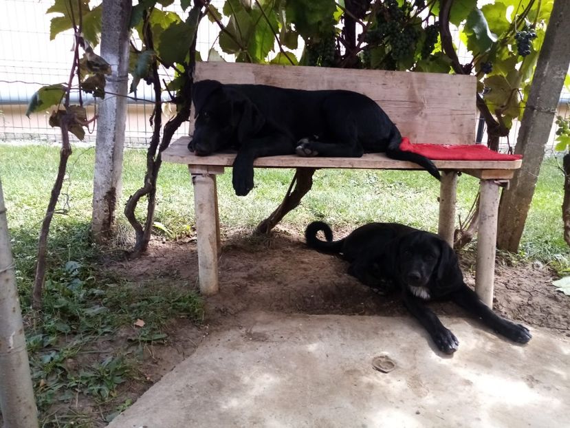 IMG-20210108-WA0119 - 2020-PAZNICII PORUMBEILOR