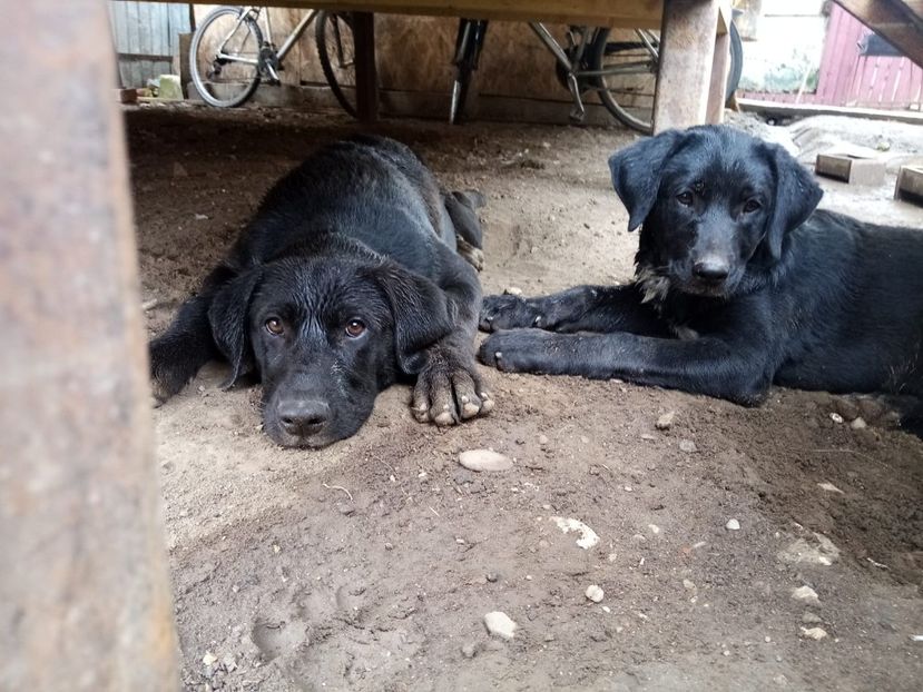 IMG-20210108-WA0120 - 2020-PAZNICII PORUMBEILOR