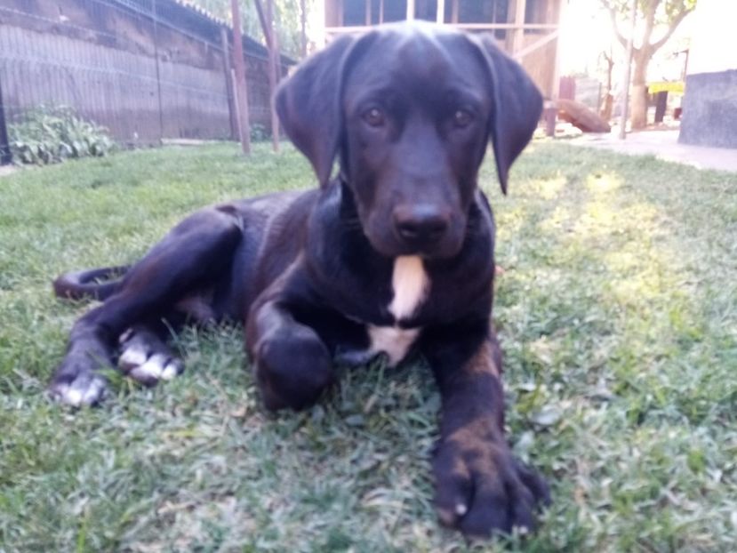 IMG-20210108-WA0122 - 2020-PAZNICII PORUMBEILOR