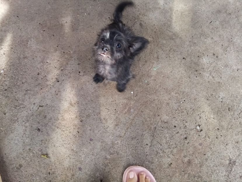 IMG-20210108-WA0123 - 2020-PAZNICII PORUMBEILOR