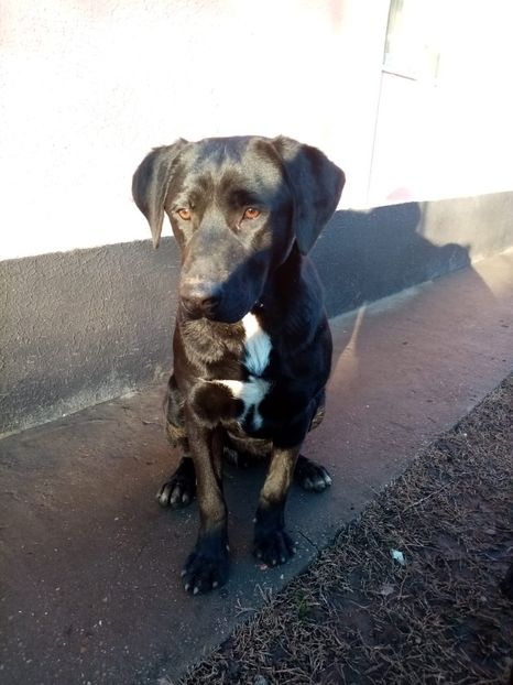 IMG-20210108-WA0133 - 2020-PAZNICII PORUMBEILOR