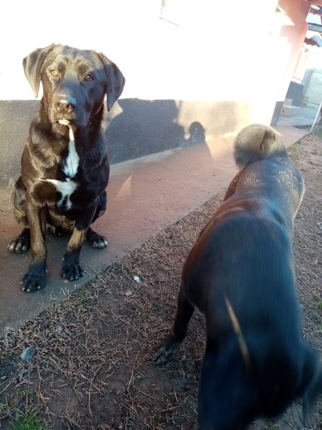 IMG-20210108-WA0137 - 2020-PAZNICII PORUMBEILOR