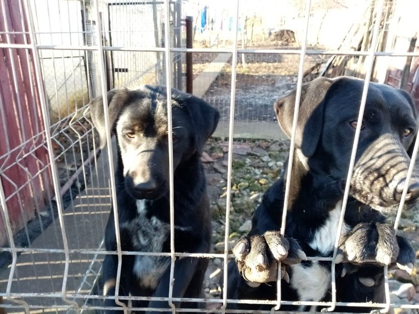 IMG-20210108-WA0139 - 2020-PAZNICII PORUMBEILOR