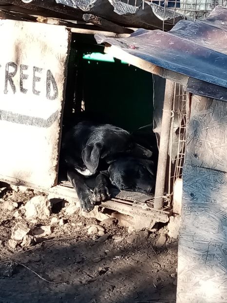 IMG-20210108-WA0140 - 2020-PAZNICII PORUMBEILOR