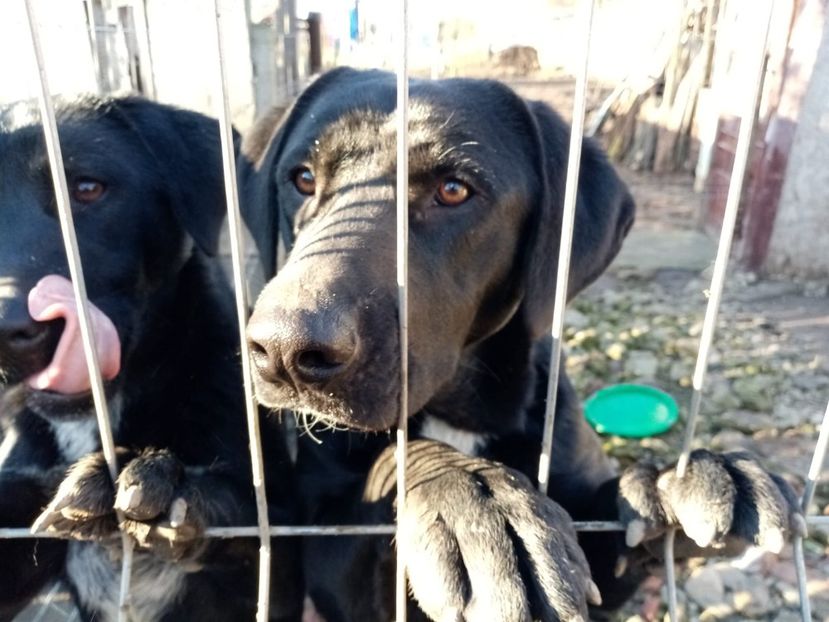 IMG-20210108-WA0143 - 2020-PAZNICII PORUMBEILOR