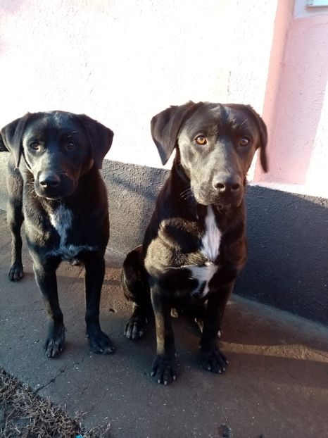 IMG-20210108-WA0145 - 2020-PAZNICII PORUMBEILOR