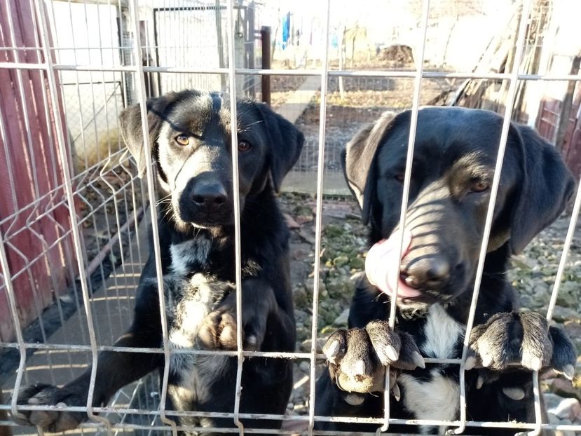 IMG-20210108-WA0146 - 2020-PAZNICII PORUMBEILOR