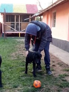 received_2112755382191865 - 2020-PAZNICII PORUMBEILOR