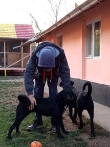 received_3483140618420839 - 2020-PAZNICII PORUMBEILOR