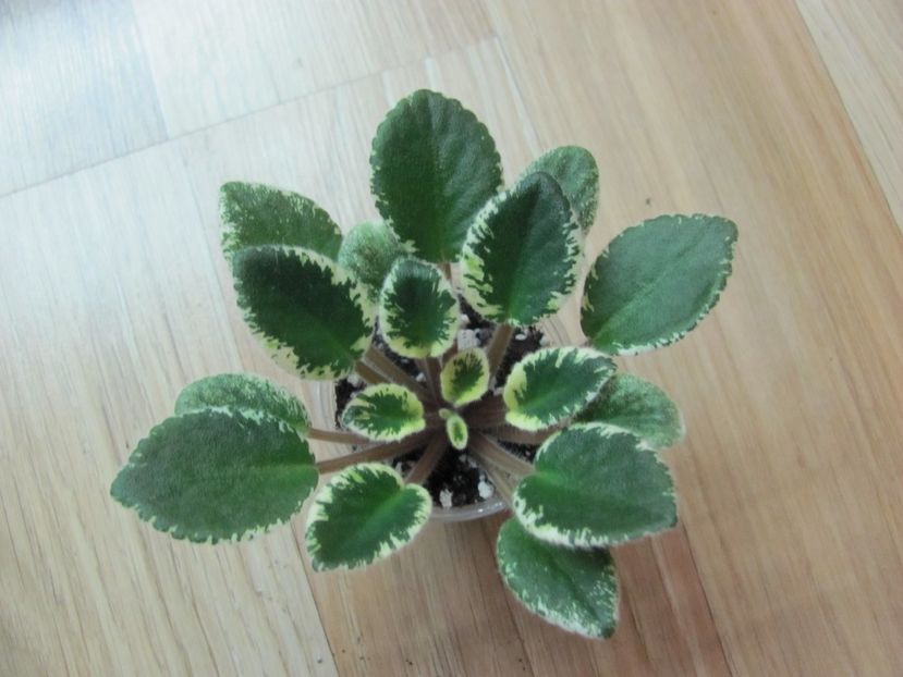  - Morgan s Mauvelous