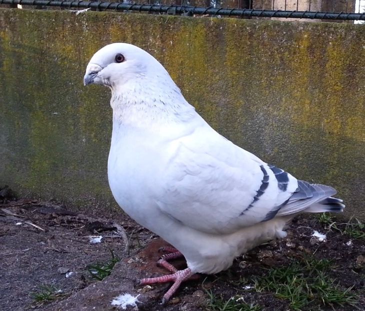 PL20-JRS 44 (M.) - g- MLODE-2020 - Youth