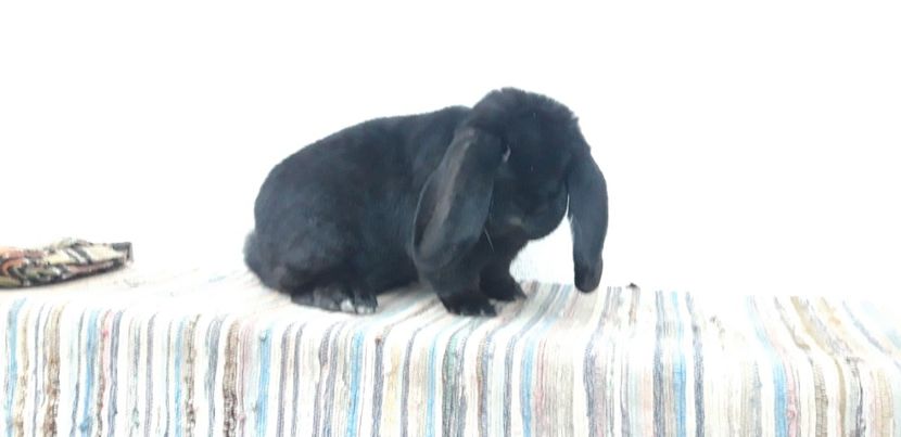 8.01.2021 - Mascul negru