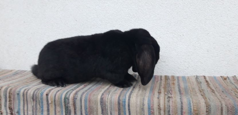  - Mascul negru