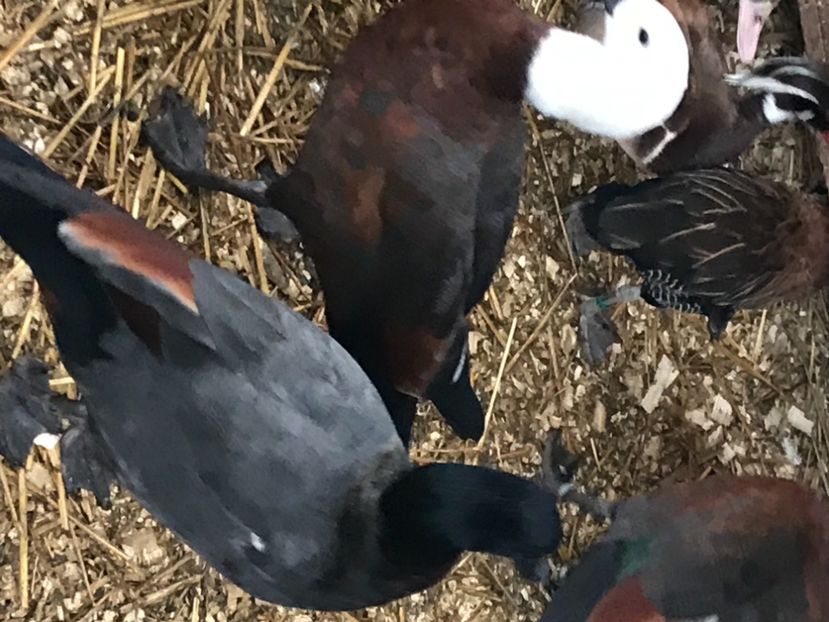 5A81CF32-9873-4AD2-956E-3B7FFC28244E - Califari Paradis