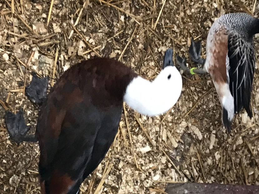 A4F76605-49BC-428A-9A6D-4A796E921ECC - Califari Paradis