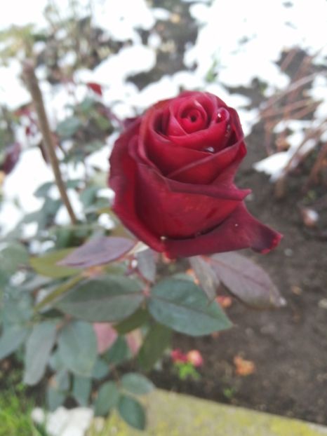  - Trandafiri 2020_2022 2023