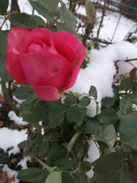  - Trandafiri 2020_2022 2023