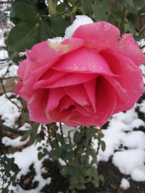  - Trandafiri 2020_2022 2023