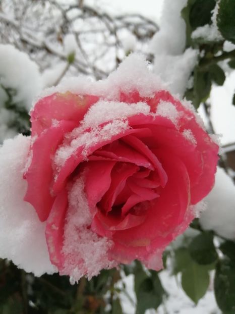  - Trandafiri 2020_2022 2023