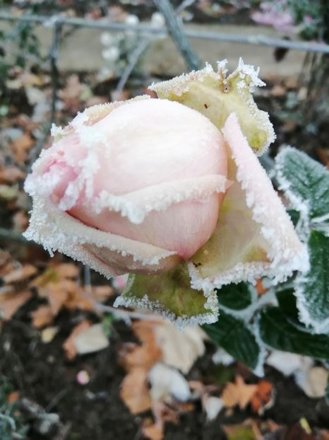  - Trandafiri 2020_2022 2023