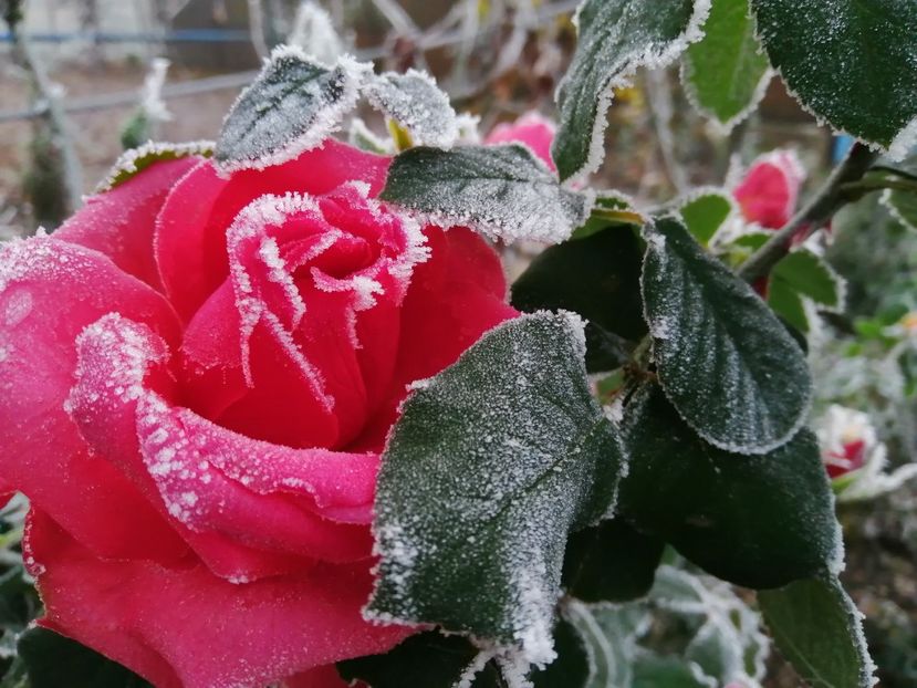  - Trandafiri 2020_2022 2023