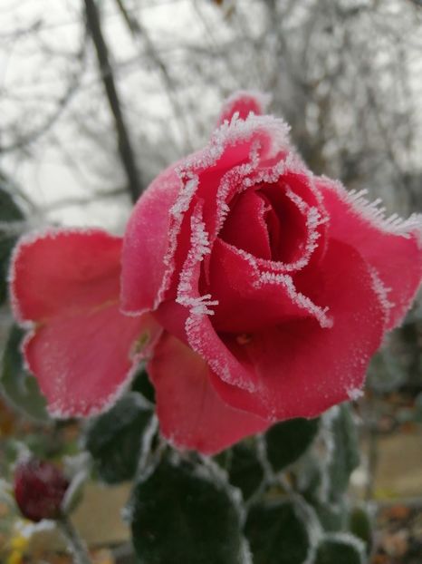  - Trandafiri 2020_2022 2023