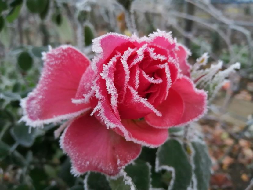  - Trandafiri 2020_2022 2023