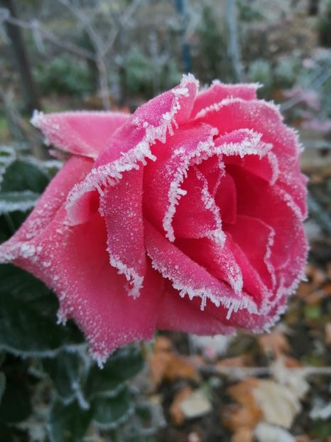  - Trandafiri 2020_2022 2023