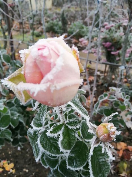  - Trandafiri 2020_2022 2023