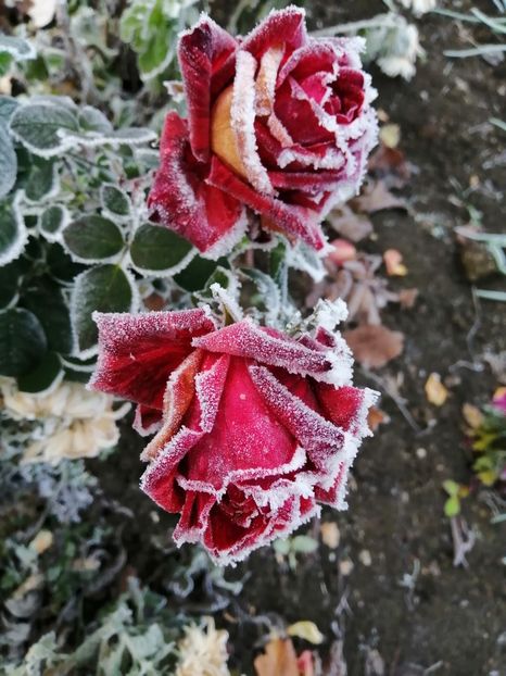  - Trandafiri 2020_2022 2023