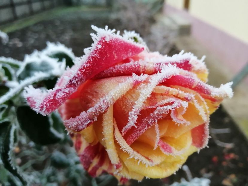  - Trandafiri 2020_2022 2023