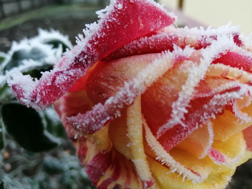  - Trandafiri 2020_2022 2023