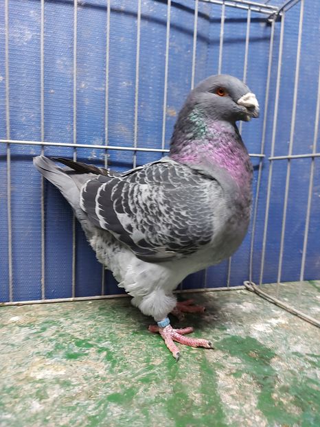 M 2018 - Masculi matca 2021